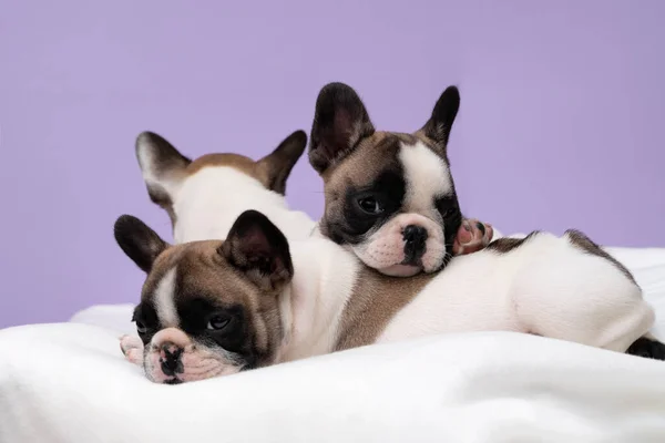 Three cute french bulldog puppies sleep on a bed on a white plaid. Family portrait of cute puppies.