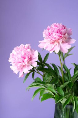 Bouquet of delicate pale pink peony flowers close-up. Natural textured background.