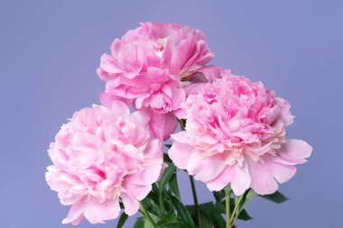 Bouquet of delicate pale pink peony flowers close-up. Natural textured background.