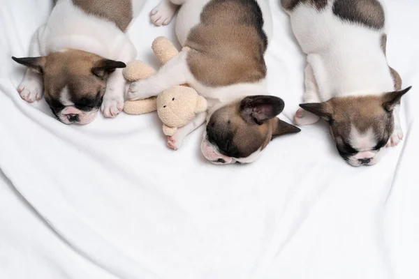 Three cute french bulldog puppies sleep on a bed on a white plaid. One little bulldog hugs a teddy bear. Photo from above.