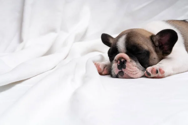 Cute french bulldog puppy sleeps on a bed on a white plaid. Glorious muzzle of a small bulldog close-up