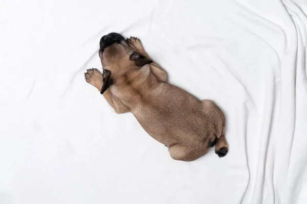 Cute french bulldog puppy sleeps on a bed on a white plaid. One little bulldog hugs a teddy bear. French bulldog puppy fawn color lies. Photo from above.