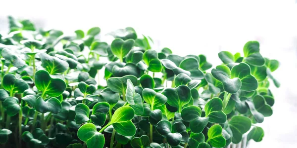 Μικροπράσινα Λαχανάκια Γκρι Φόντο Κοντινό Πλάνο Των Μικροπράσινων Καλλιέργεια Φυτρωμένων Royalty Free Εικόνες Αρχείου