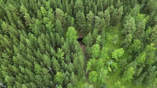 카르스트 날았습니다 나무들 사이에 블랙홀 있습니다 환상적 지역에서 의경이 — 비디오
