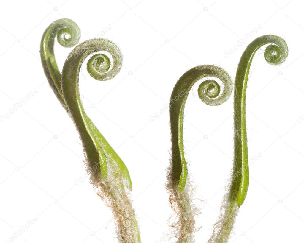 Unfolding fern fronds