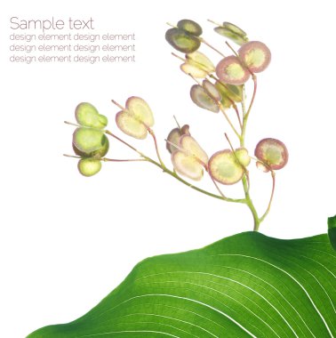 Yaz flora. çok güzel tasarım öğeleri