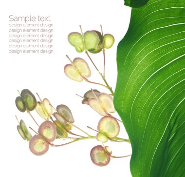 Yaz flora. çok güzel tasarım öğeleri