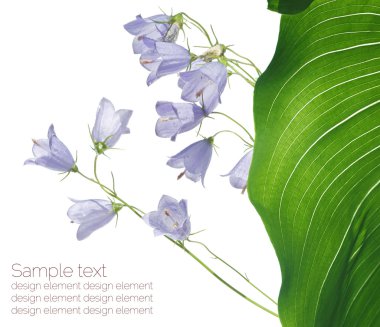 Mor çiçek tasarım öğeleri