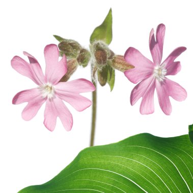 Yaz flora. çok güzel tasarım öğesi.