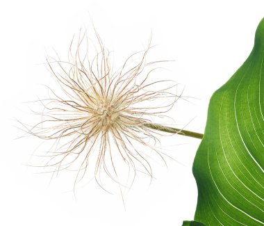 Yaz flora. çok güzel tasarım öğeleri.