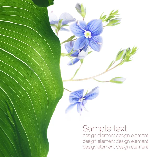 Diseño floral — Foto de Stock