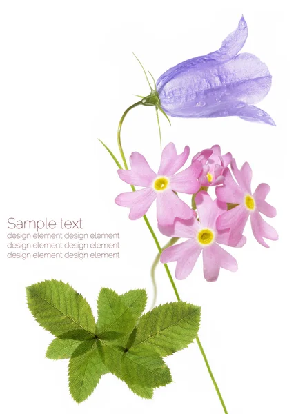 Elementos de design floral roxo — Fotografia de Stock