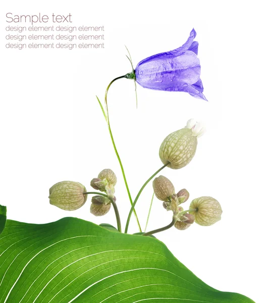 Elementi di design floreale viola — Foto Stock