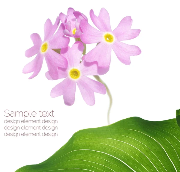 Sommaren flora designelement — Stockfoto