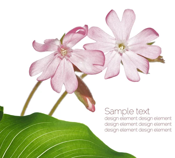 Summer flora design elements — Stock Photo, Image