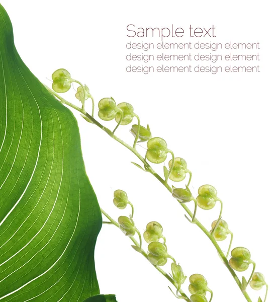 Nyári flora. szép design elemek — Stock Fotó