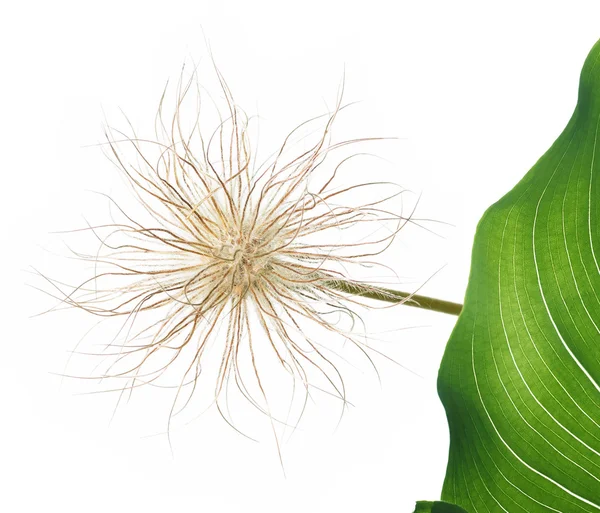 여름 식물입니다. 사랑 스러운 디자인 요소. — 스톡 사진