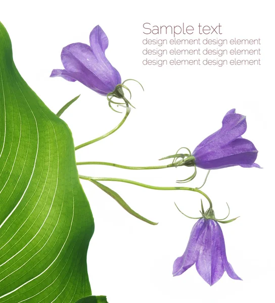 Éléments de design floral violet — Photo