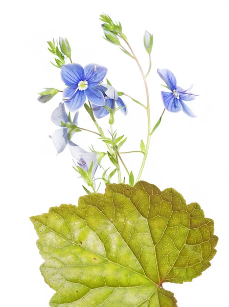 Schöne florale Illustration — Stockfoto