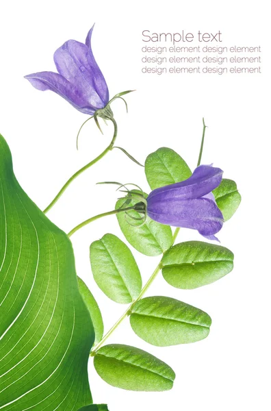 Linda ilustração floral — Fotografia de Stock