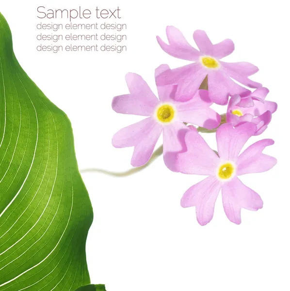 Härliga blommiga illustration — Stockfoto