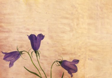 Earthy floral background