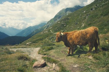 Alp peyzaj yayla inek