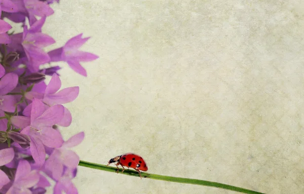 テントウムシと花の要素と背景. — ストック写真