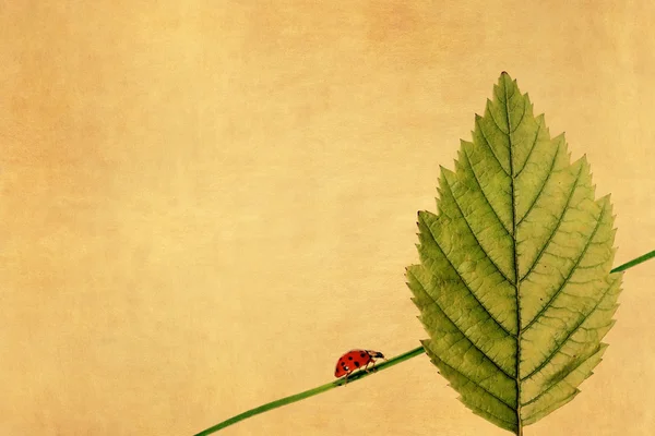 Ladybird och blommig element — Stockfoto