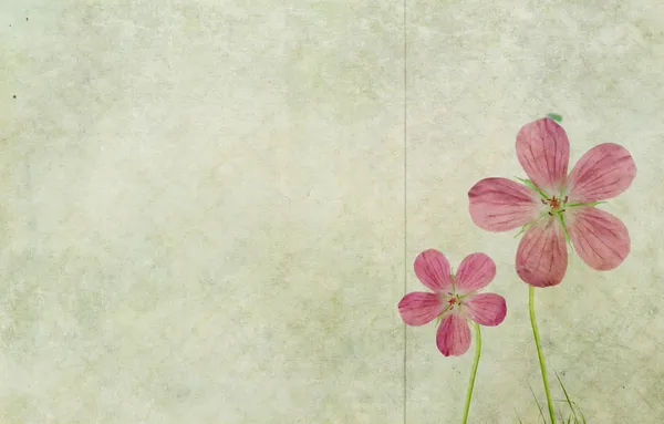 Earthy floral background — Stock Photo, Image