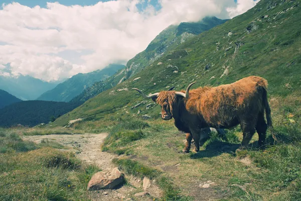Ευρωπαϊκό αλπικό τοπίο με αγελάδα ορεινών περιοχών — Φωτογραφία Αρχείου