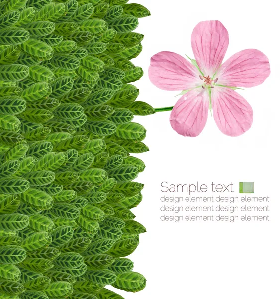 Vackra blommönster element — Stockfoto