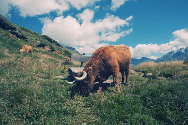 Vache des hautes terres dans le paysage alpin — Photo