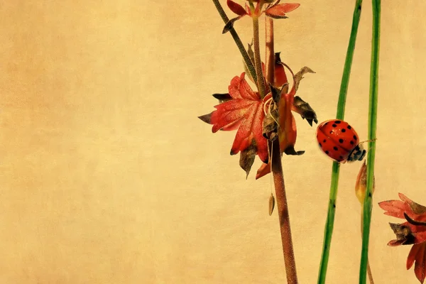 Ladybird and floral elements — Stock Photo, Image
