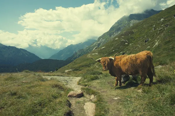 Highland kráva v alpské krajině — Stock fotografie