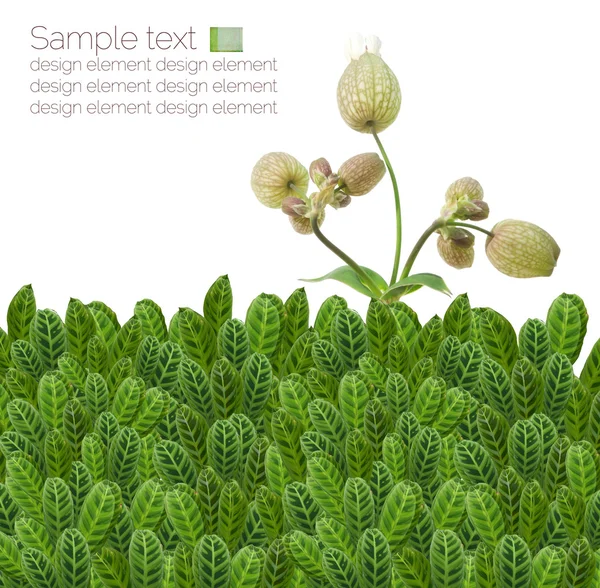 Adoráveis elementos de design floral — Fotografia de Stock