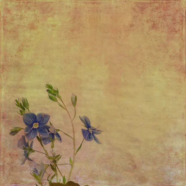 Fundo floral terroso — Fotografia de Stock