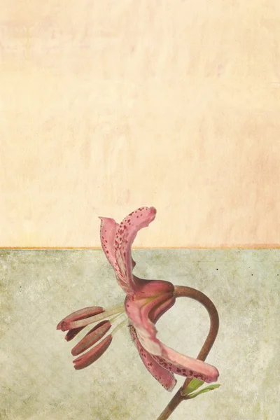 花の背景のテクスチャ ロイヤリティフリーのストック写真