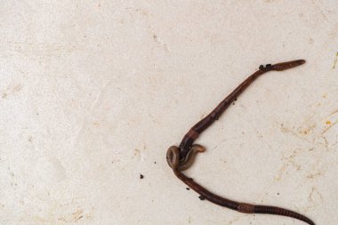 Kahverengi solucanlara yakın durun.