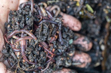 Kahverengi solucanlara yakın durun.