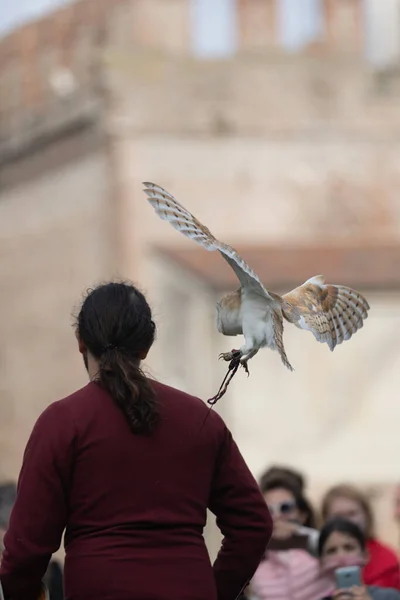 Uccello Vola Nel Cielo — Foto Stock