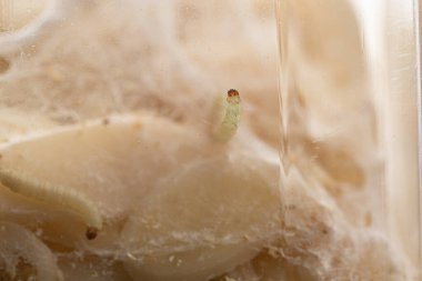 Ağdaki beyaz kurtçukları yakından çek, sinek larvası