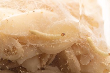 Ağdaki beyaz kurtçukları yakından çek, sinek larvası