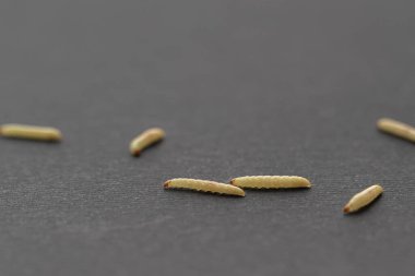 Ağdaki beyaz kurtçukları yakından çek, sinek larvası