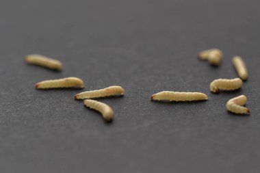 Ağdaki beyaz kurtçukları yakından çek, sinek larvası