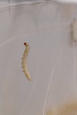 Ağ içinde beyaz kurtçuğun yakın plan çekimi, sinek larvası.