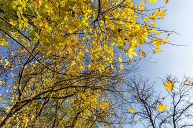 Güz yapraklarının güzel parktaki manzarası.