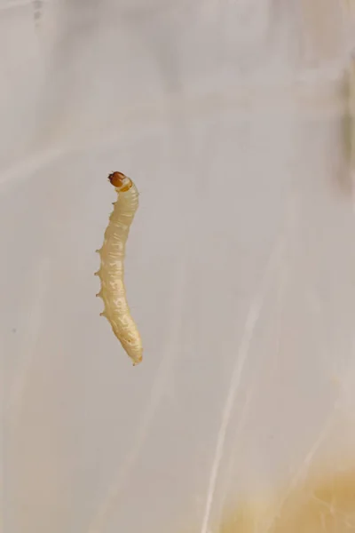 Närbild Bild Vit Maggot Nätet Flyga Larv — Stockfoto