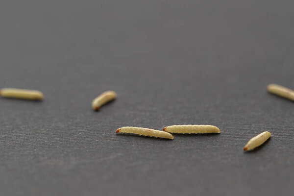 крупным планом белые личинки в паутине, личинки мух