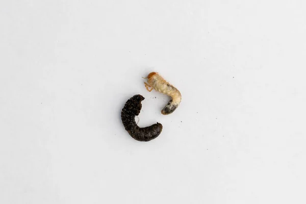 Primer Plano Gusano Blanco Larva Mosca — Foto de Stock